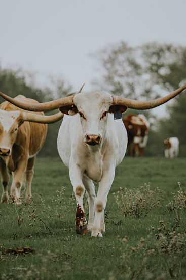 Dakota Diener DAK230 - DAK230 - Longhorn in Amarillo I - 12x18 Cows, Longhorns, Photography, White Longhorn, Tan Longhorn, Landscape from Penny Lane