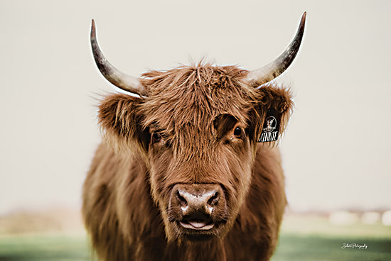 Dakota Diener DAK249 - DAK249 - Ginger - 18x12 Photography, Cow, Longhorn, Portrait, Brown from Penny Lane