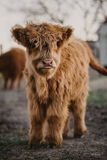 Dakota Diener DAK253 - DAK253 - Little Zeke II - 12x18 Cow, Highland Cow, Highland Calf, Photography, Portrait from Penny Lane