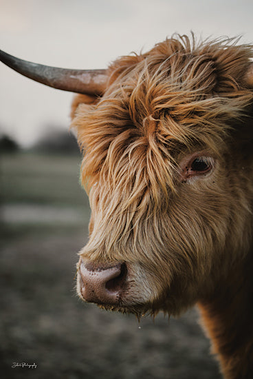 Dakota Diener DAK258 - DAK258 - Sawyer II - 12x18 Photography, Cow, Longhorn, Sideview, Tan from Penny Lane