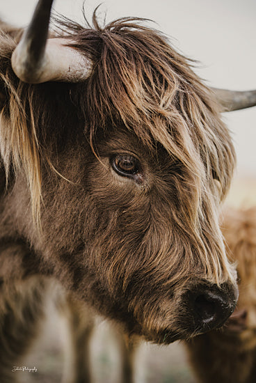 Dakota Diener DAK261 - DAK261 - Maverick - 12x18 Photography, Cow, Highland Cow, Farm Animal, Sideview from Penny Lane