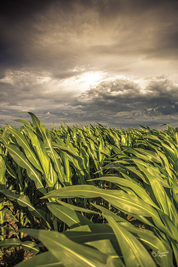 Donnie Quillen DQ130 - Field of Corn - Field, Corn, Farm, Storm from Penny Lane Publishing