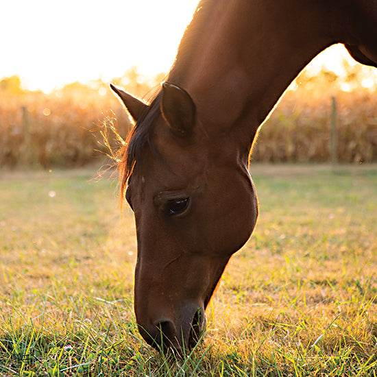 Donnie Quillen DQ166 - DQ166 - Sunset Grazing II - 12x12 Horse, Grazing, Meadow, Field, Photography, Portrait from Penny Lane