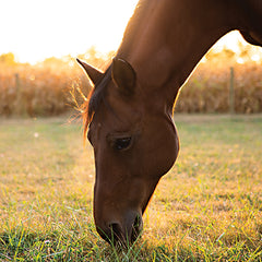 DQ166 - Sunset Grazing II - 12x12