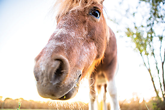 Donnie Quillen DQ168 - DQ168 - Hi Horse - 18x12 Horse, Farm Animal, Photography from Penny Lane