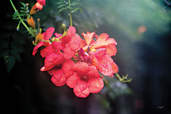 Donnie Quillen DQ188 - DQ188 - Summer Rain - 18x12 Flowers, Pink Flowers, Summer, Seasons, Photography from Penny Lane