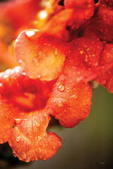 Donnie Quillen DQ189 - DQ189 - Orange Glory - 12x18 Flowers, Orange Flowers, Seasons, Photography from Penny Lane