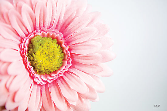 Donnie Quillen DQ199 - DQ199 - Daisy Close-up - 18x12 Photography, Flowers, Daisies, Pink Daisy from Penny Lane