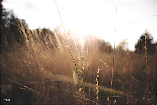 Donnie Quillen DQ228 - DQ228 - Bright Sun Haze I - 18x12 Photography, Weeds, Field, Sunshine, Landscape from Penny Lane