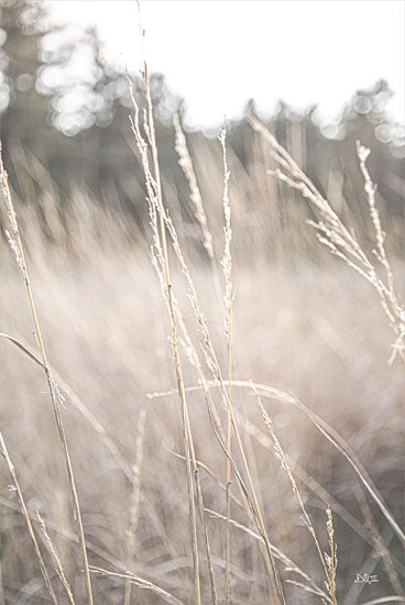 Donnie Quillen DQ232 - DQ232 - Field of Dreams I - 12x18 Photography, Landscape, Field, Sun, Nature, Fall from Penny Lane