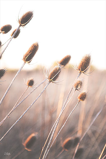 Donnie Quillen DQ233 - DQ233 - Field of Dreams II - 12x18 Photography, Landscape, Field, Thistles, Fall from Penny Lane