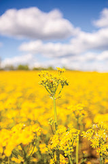 DQ242 - Field of Yellow III - 12x18