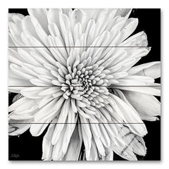 DQ247PAL - Black and White Love II - 12x12