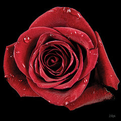 DQ250 - Broken Heart Rose - 12x12