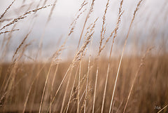 DQ262 - Field in the Fall I    - 18x12