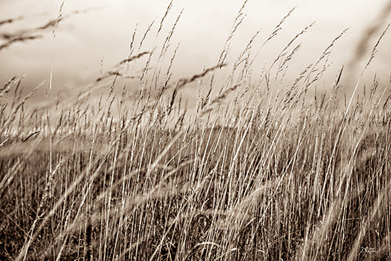 Donnie Quillen DQ263 - DQ263 - Field in the Fall II    - 18x12 Photography, Field, Wheat, Closeup, Landscape, Farm from Penny Lane