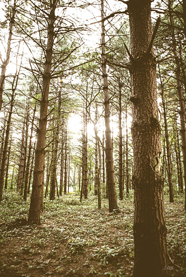 Donnie Quillen DQ274 - DQ274 - In the Pines II - 12x18 Photography, Forest, Woods, Trees, Pine Trees, Nature, Landscape from Penny Lane