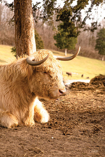 Donnie Quillen DQ292 - DQ292 - Resting Spot II - 12x18 Photography, Cow, Highland Cow, Farm, Resting Spot, Animals from Penny Lane