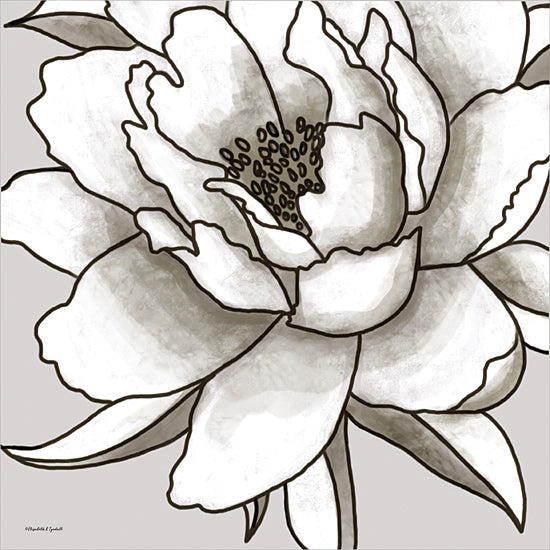 Elizabeth Tyndall ET134 - ET134 - Macro Peony Sketch I - 12x12 Flower, Peony, Sketch, Black & White, Drawing Print from Penny Lane