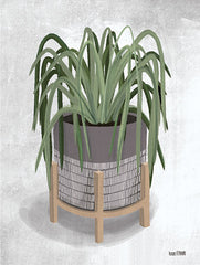 FEN114 - Spider Plant - 12x16