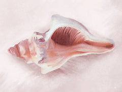 FEN478 - Conch Shell Blush II - 16x12