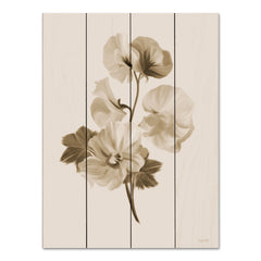 FEN760PAL - Sepia Botanical II     - 12x16