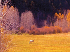 JGS286 - Horse Pasture      - 16x12