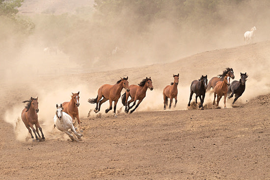 JG Studios JGS291 - JGS291 - Running Wild         - 18x12 Photography, Horses, Running from Penny Lane