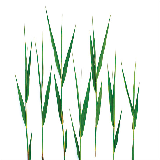 JG Studios Licensing JGS530LIC - JGS530LIC - Grass Blades - 0  from Penny Lane