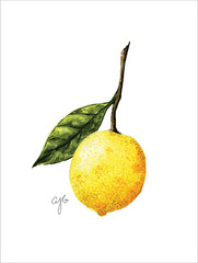 JGS558 - Lemon Study - 12x16