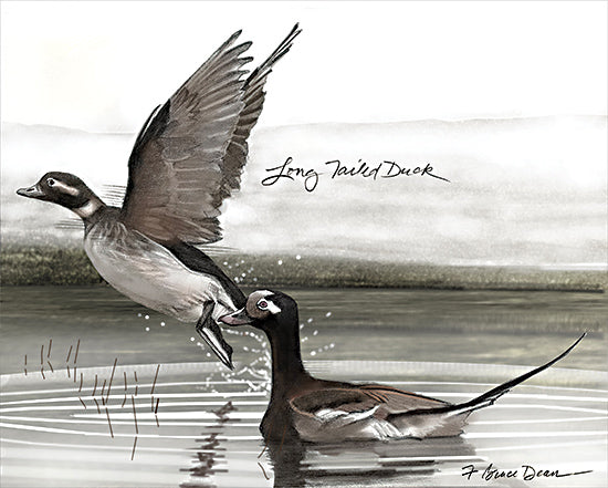 JG Studios JGS610 - JGS610 - Long Tailed Duck - 16x12 Ducks, Long Tailed Ducks, Typography, Signs, Textual Art, Lake, In Flight Duck from Penny Lane