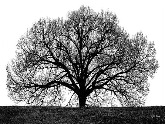 John Jones JJ212B - JJ212B - The Tree - 16x12 Photography, Tree, Black & White from Penny Lane