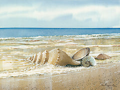 JR371 - Seashells - 16x12