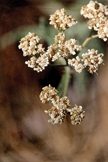 Kamdon Kreations KAM835 - KAM835 - Joy in the Dust - 12x18 Photography, Flowers, Ivory Flowers, Withering Flowers, Wilting Flowers, Abstract from Penny Lane