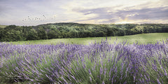 LD1046 - Lavender Fields - 9x18