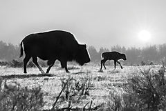 LD1968 - Lamar Valley Migration    - 18x12