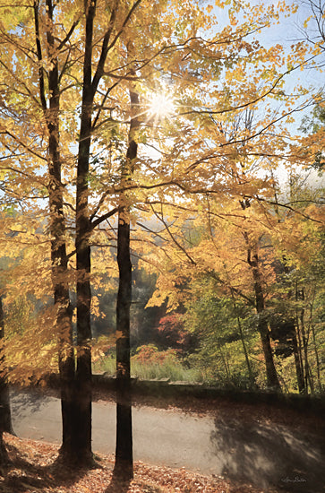 Lori Deiter LD1980 - LD1980 - Autumn Light at Letchworth   - 12x18 Letchworth, Trees, Autumn, Forest, Road, Path, Photography from Penny Lane