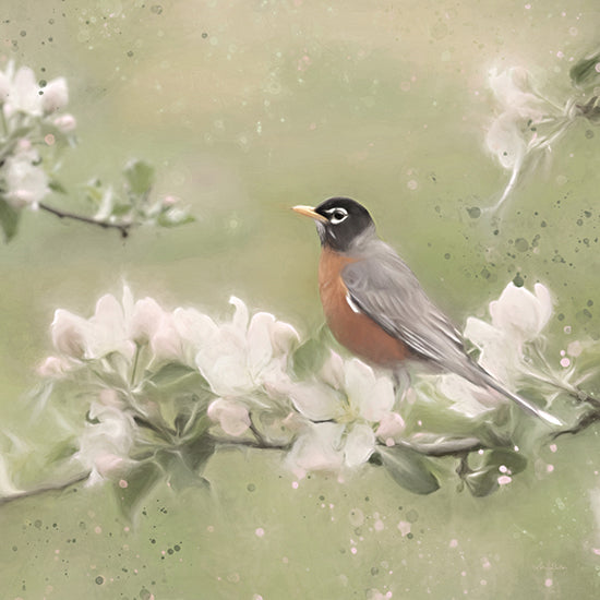 Lori Deiter LD2170 - LD2170 - Springtime Robin - 12x12 Bird, Robin, Flowers, Branches, Photography from Penny Lane