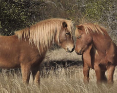 LD2286LIC - Assateague Horses III - 0