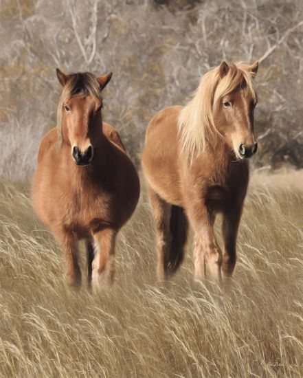 Lori Deiter Licensing LD2287LIC - LD2287LIC - Assateague Horses IV - 0  from Penny Lane