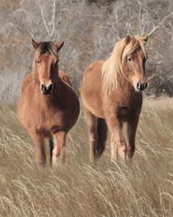 LD2287 - Assateague Horses IV - 12x16