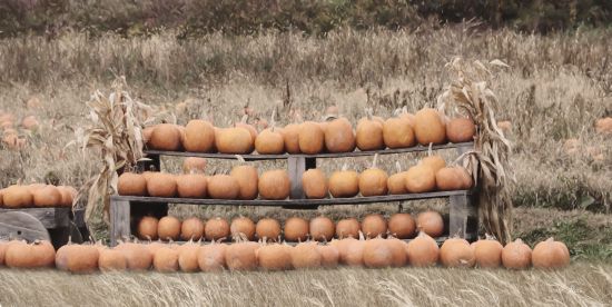 Lori Deiter Licensing LD2566LIC - LD2566LIC - Pumpkin Picking - 0  from Penny Lane