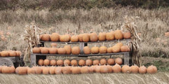 LD2566LIC - Pumpkin Picking - 0