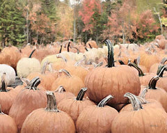 LD2567 - The Perfect Pumpkin - 16x12