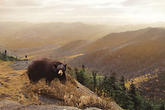 LD2684 - Bear Country - 18x12