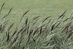 LD2805 - Wispy Grass - 18x12