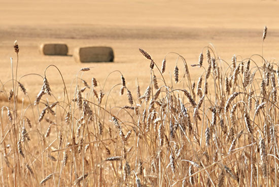 Lori Deiter LD2810 - LD2810 - Summer Farm Field - 18x12 Summer Farm Field, Photography, Farm, Wheat, Summer, Haybales, Fall, Autumn from Penny Lane