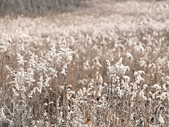 Lori Deiter LD2812 - LD2812 - Fall Field - 16x12 Photography, Fall, Autumn, Landscape from Penny Lane