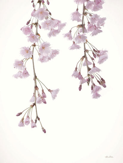 Lori Deiter Licensing LD2829LIC - LD2829LIC - Weeping Cherry on White II - 0  from Penny Lane