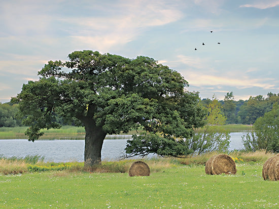 Lori Deiter LD2878 - LD2878 - Summer Hay Harvest - 16x12 Photography, Trees, Haystacks, Farm, Field, Lake, Landscape from Penny Lane